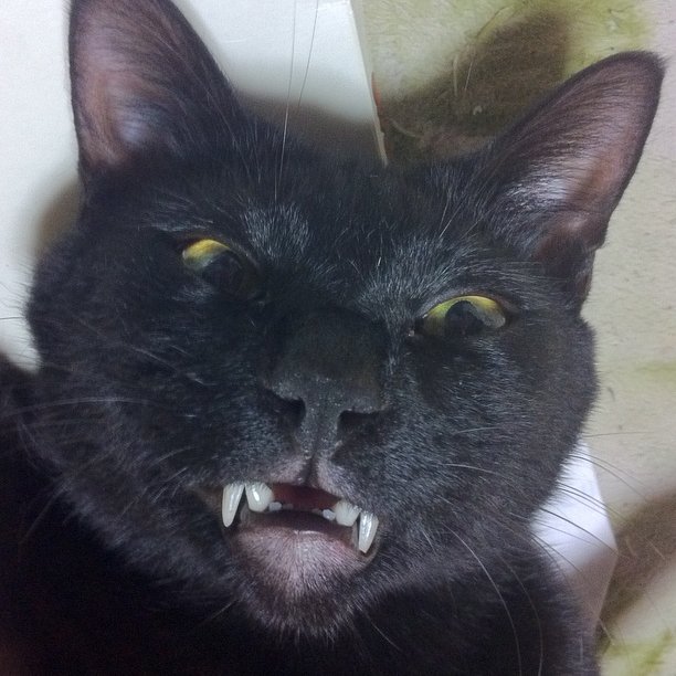 nekoashiya