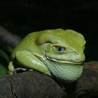 BOSS@ボスガエル