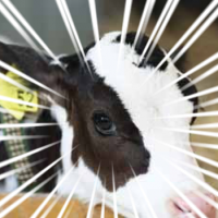 くどーコーイチ