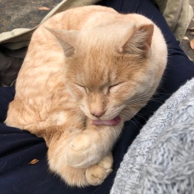 Ryohei@エンジニアになった猫派