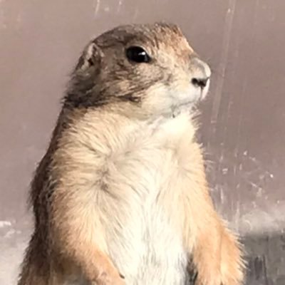 えのぴょい@TCG大好きっ子