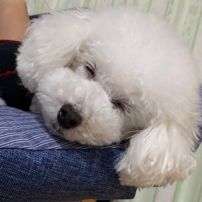 さや@武雄ボドゲ仲間募集