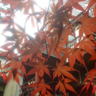 マイム@デジライズ