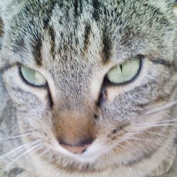 ☄(●ↀωↀ●)☄