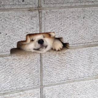 ふせんし