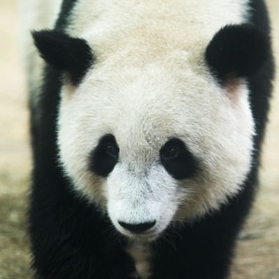 ぱんだっ☆(ボードゲーム用)