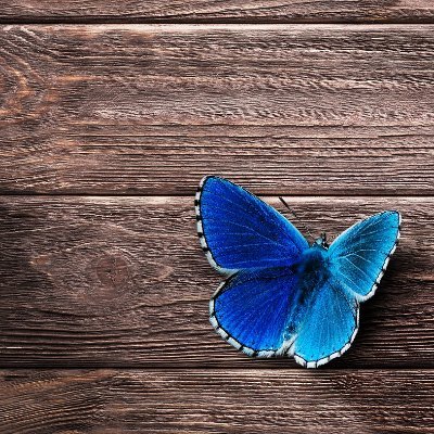 マリポッサベイジン