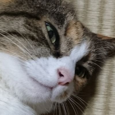 そね@いくらうに