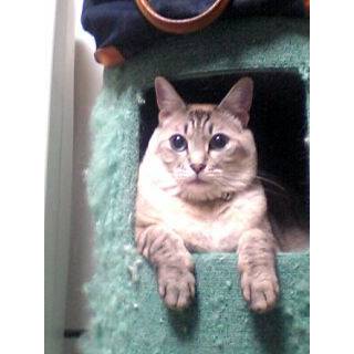 まねきキャット