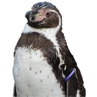 アメリシウム☃️