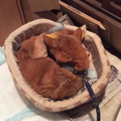 ゆーた@ボドゲ大好き