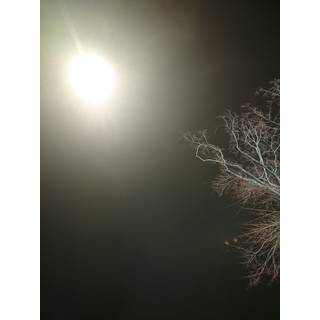 ハッティフナット