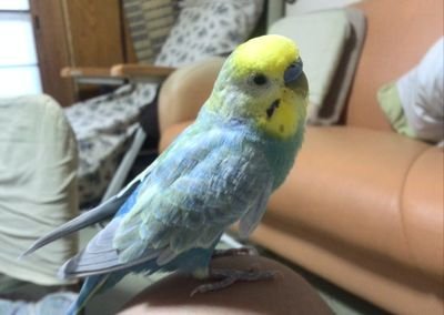 ＦＴ@ふるよに始めました