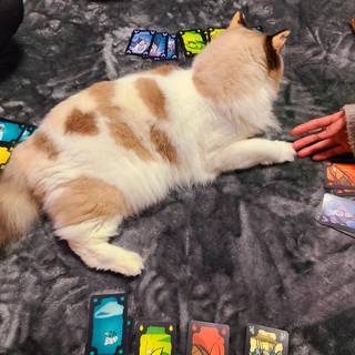 にゃーゲームの会