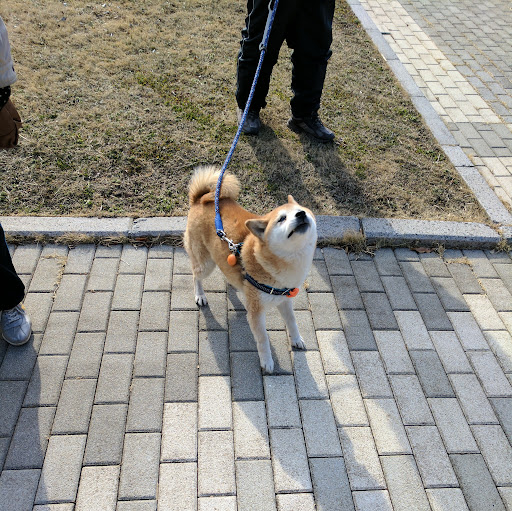 taro