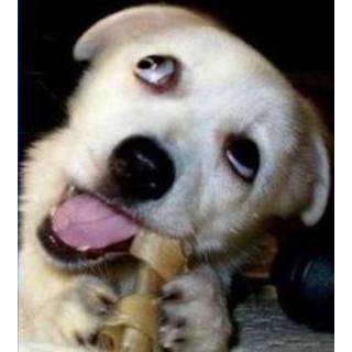 ナチュラルかませ犬