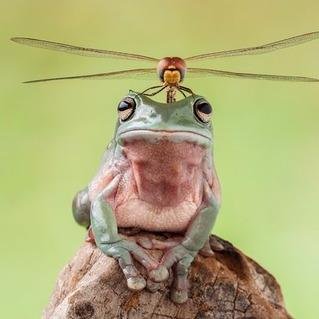 暁No.9@ゲムマ大阪出展