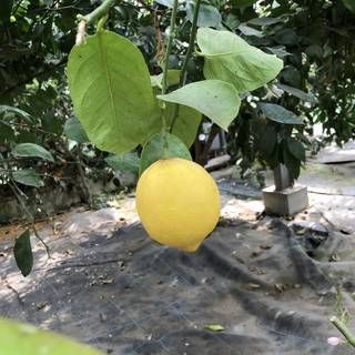 Ikuko