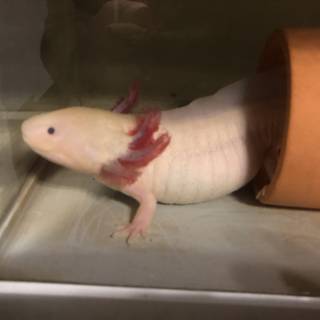 るしぇ