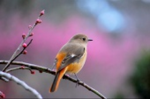 せい(うっしー)