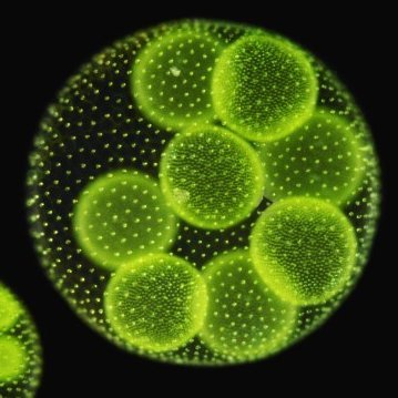 ちゃちゃまる🐉🌖🐑⚖