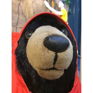 クマさん