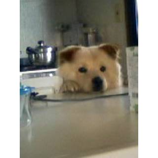 ぽちょむきんすたー