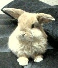 レイ