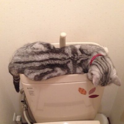 あいはわたる