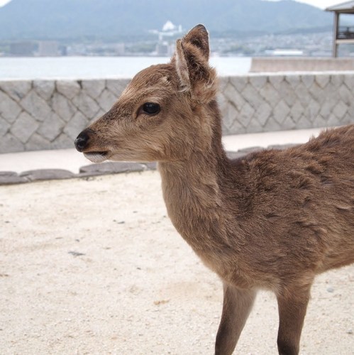 さおたん