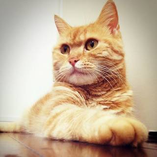 けんちねこ