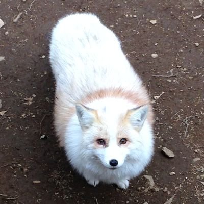 しろつき