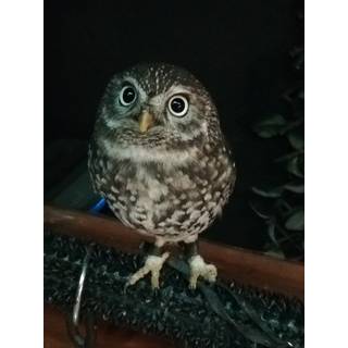 ＼(^o^)／