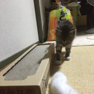 みかん