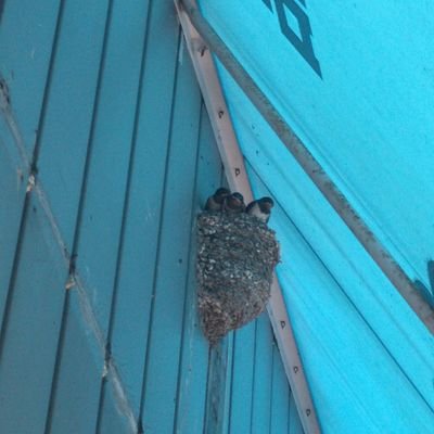 ひつじ