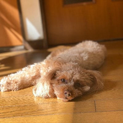 はたらかないおっさんa.k.a.かれーさん