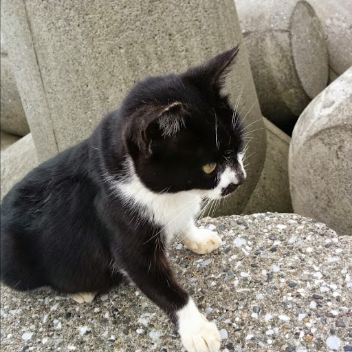 miyazaki masayasu