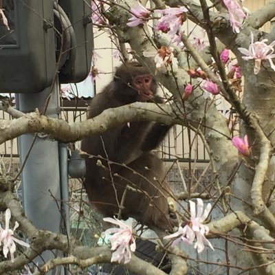 猿＊鹿＊イタチ