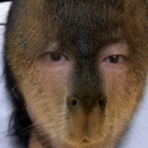 こいこね