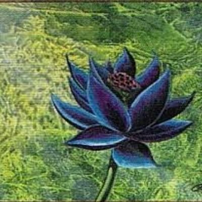 Black Lotus